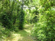 A "secret path" leads to a picnic area in the woods
