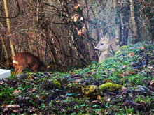 A pair of deer seen from the kitchen window